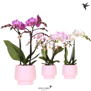 Kolibri Orchids Phalaenopsis mix 2 spike in Scandic pot pink