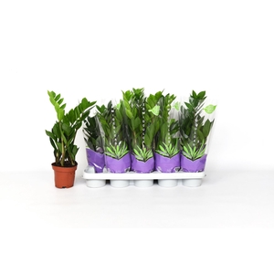 Zamioculcas zamiifolia
