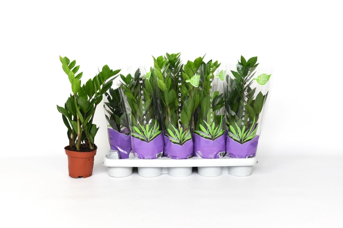 <h4>Zamioculcas zamiifolia</h4>
