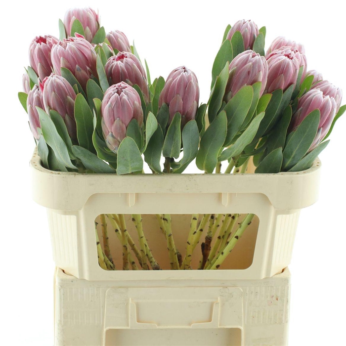 <h4>Protea Cardinal Too</h4>