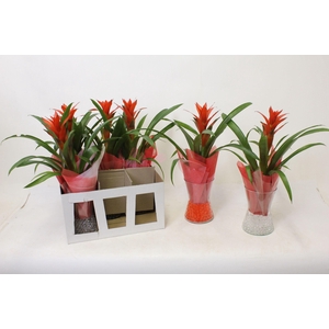 Ostara in Diablo Vaas