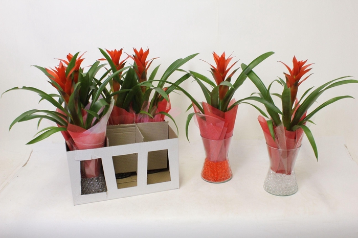 Ostara in Diablo Vaas