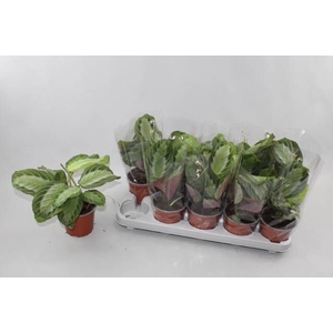 MARANTA OV