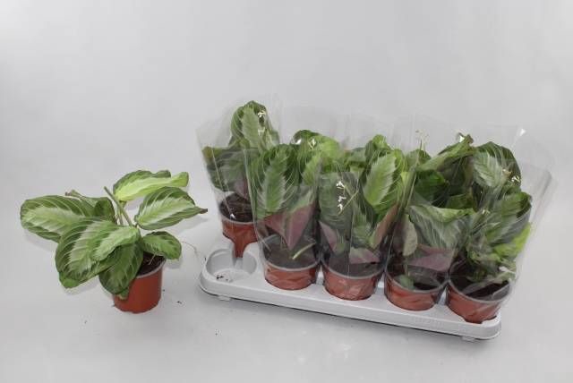 <h4>MARANTA OV</h4>