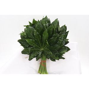 Dec Aralia Extra