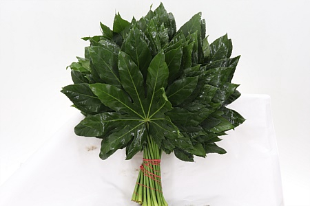 <h4>Dec Aralia Extra</h4>