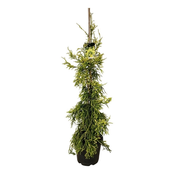 <h4>Cryptomeria j. 'Kyara Gold'</h4>