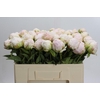 Paeonia Mothers Choice