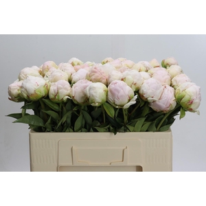 Paeonia Mothers Choice