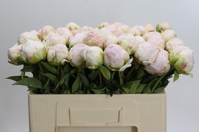 <h4>Paeonia Mothers Choice</h4>