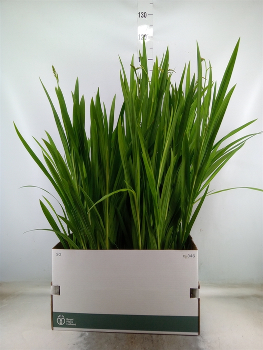 <h4>Crocosmia  'Lucifer'</h4>
