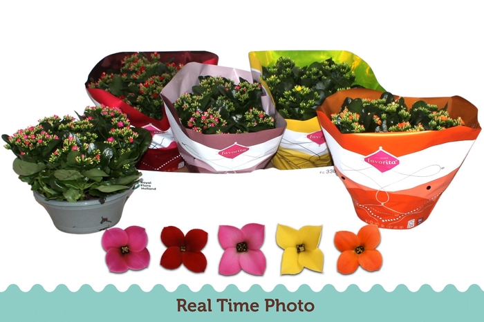 <h4>KAL EN GEM 5 KL</h4>