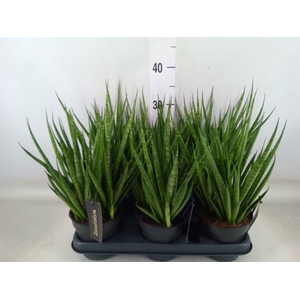 Sansevieria cyl.  ...