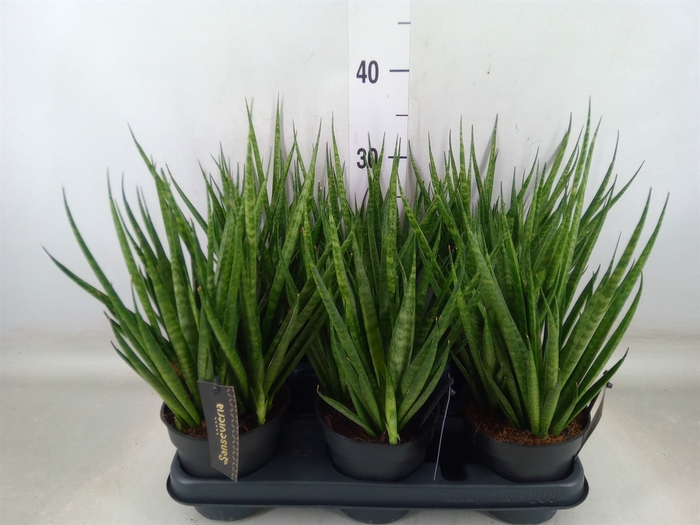 <h4>Sansevieria cyl.  ...</h4>