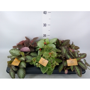 Episcia   ...