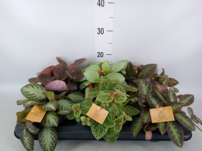 <h4>Episcia   ...</h4>