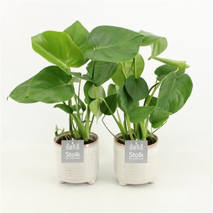 Monstera in Maren keramiek pot
