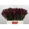 Leucadendron Saf Sunset Dark R.