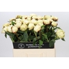 Paeonia Ann Cousins