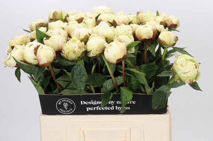 Paeonia Ann Cousins