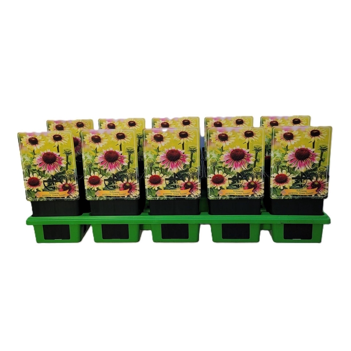 <h4>Echinacea purpurea</h4>