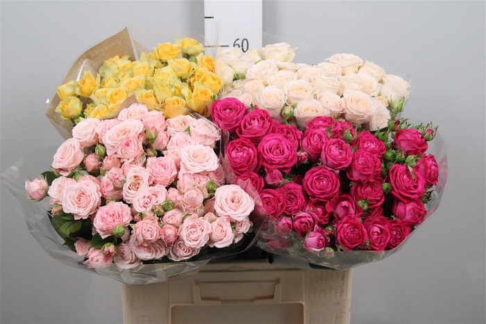 <h4>R Tr Gemengd ( Nl )</h4>