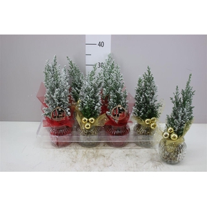 Chamaecyparis La Ellwoodii Snow Ribbelglas Decoste