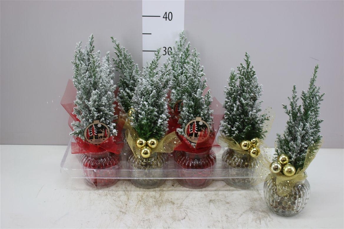 <h4>Chamaecyparis La Ellwoodii Snow Ribbelglas Decoste</h4>