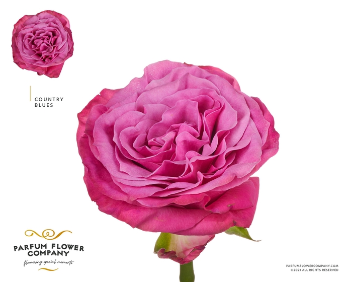 <h4>Rosa Garden Country Blues</h4>