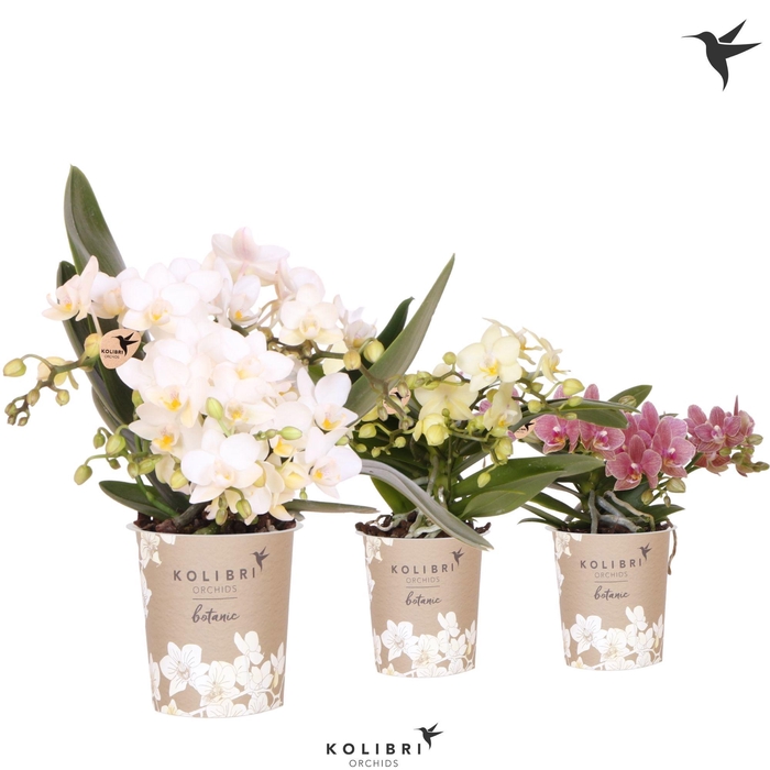 <h4>Kolibri Orchids Phalaenopsis Botanic mix 4 spike</h4>