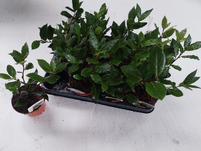 <h4>LAU NOBILIS</h4>