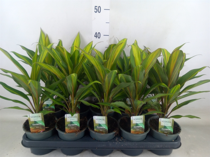 <h4>Cordyline fruti. 'Kiwi'</h4>