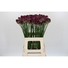 Allium Sphaerocephalon