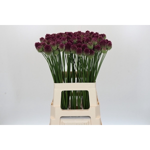 Allium Sphaerocephalon
