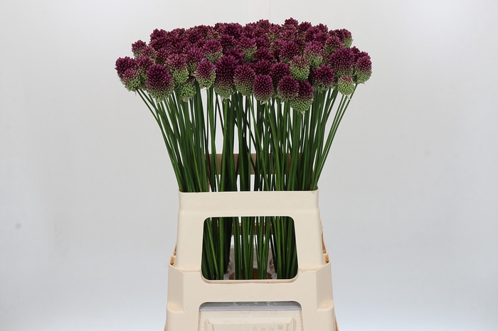 Allium Sphaerocephalon