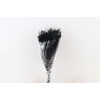 Dried Brooms Black Bunch