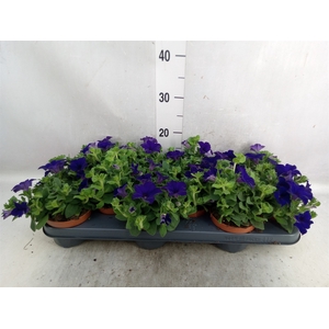 Petunia  'Famous Blue'