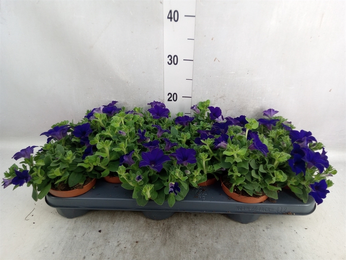 <h4>Petunia  'Famous Blue'</h4>