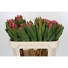 Protea Brenda