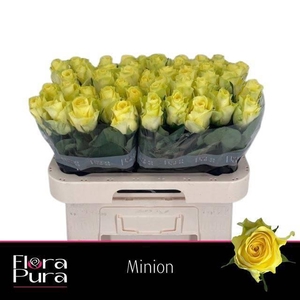 R GR MINION ROSE