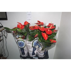 Anthu A Jambo Red 6+