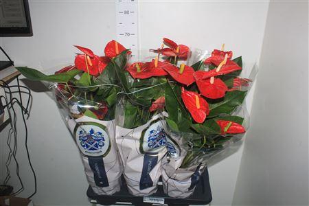 <h4>Anthu A Jambo Red 6+</h4>