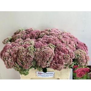 Sedum Spectabile