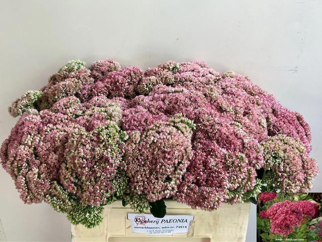 <h4>Sedum Spectabile</h4>