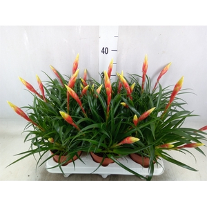 Vriesea  'Shannon'
