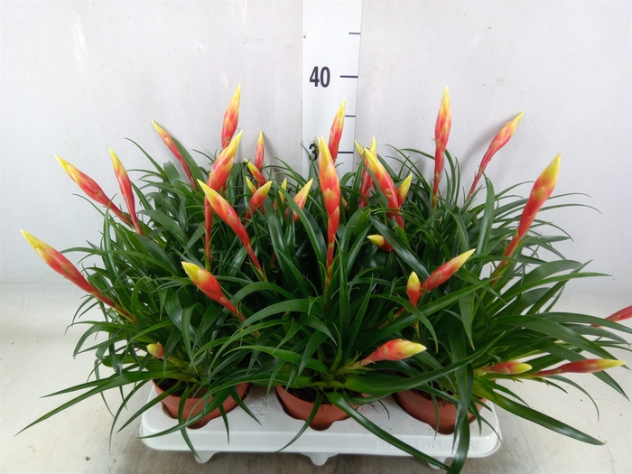 <h4>Vriesea  'Shannon'</h4>