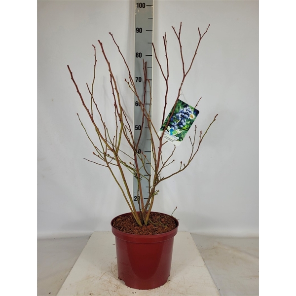 <h4>Vaccinium corymbosum 'Reka' C5 40-60</h4>