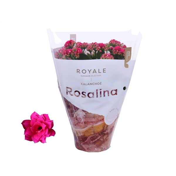 <h4>Kalanchoe Rosalina 12cm Royale Victorio paars</h4>