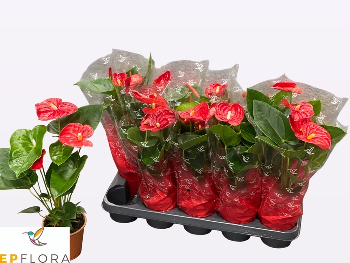 <h4>ANTHU A JAMBO RED</h4>