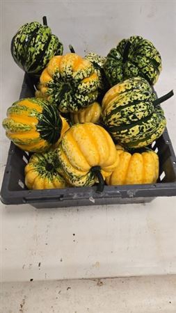 <h4>Cucurbita Pepo</h4>